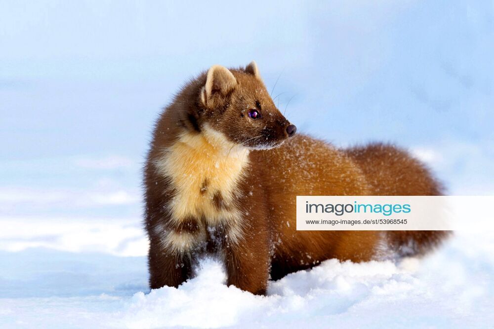 Baummarder, Baum-Marder, Edelmarder, Edel-Marder (Martes martes), im Schnee, Deutschland European pine marten (Martes martes), in snow, Germany BLWS049765