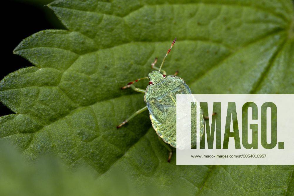 Gruene Stinkwanze, Faule Grete, Gemeine Stinkwanze (Palomena prasina), Larve, Deutschland, Baden-Wuerttemberg green shield bug, common green shield bug (Palomena prasina), larva, Germany, Baden-Wuerttemberg BLWS114563