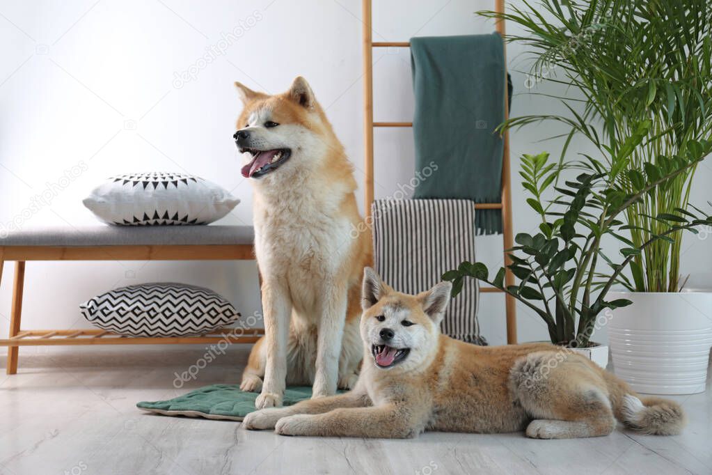 Cute Akita Inu dogs on rug in room with houseplants model released