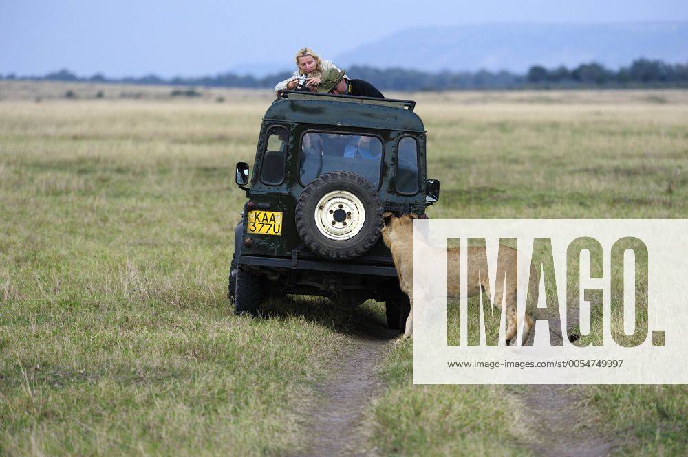 Löwe (Panthera leo), Jungtier und Touristen, Masai Mara National Reserve, Kenia, Ostafrika, Afrika iblbzo01773522