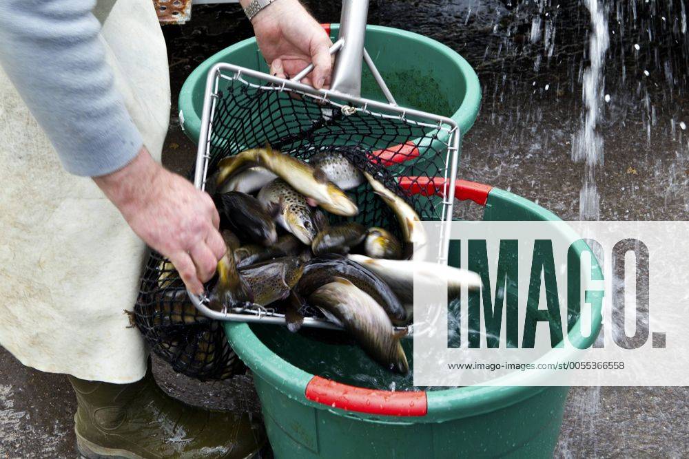 Bachforelle, Bach-Forelle, Steinforelle, Stein-Forelle (Salmo trutta fario), Mann schuettet mehrere lebende Fische aus einem Kescher in einen Wassereimer, Deutschland brown trout, river trout, brook trout (Salmo trutta fario), man pouring some living fishes from a brailer into a water bucket, Germany BLWS247126