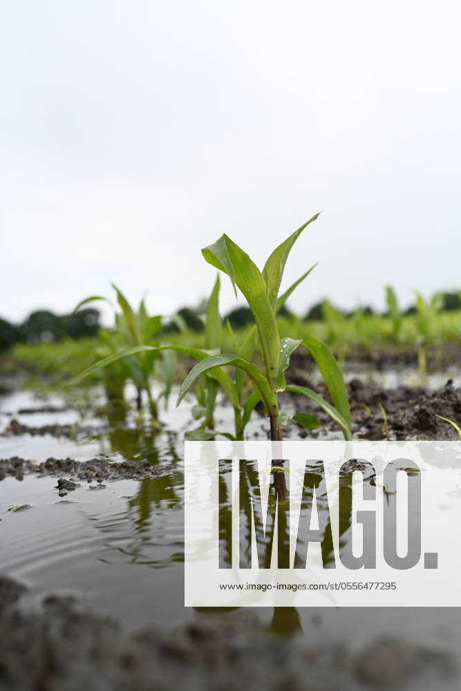 Starkregen und überflutete Felder. Wasser steht am 11. Juni 2024 auf einer landwirtschaftlichen Fläche. Der Starkregen macht die Felder Unbetretbar. Landwirte haben sorge um Ernteausfälle. Leer Niedersachsen Deutschland