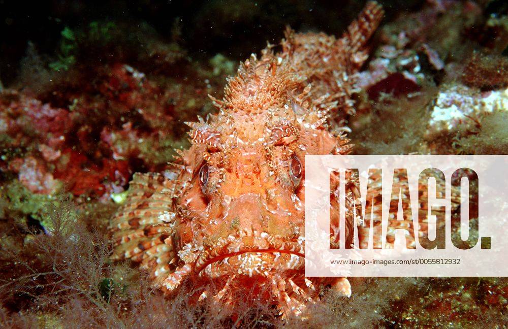 Großer Roter Drachenkopf, Scorpaena scrofa, Spanien, Mittelmeer, Costa Brava Great rockfish, Scorpaena scrofa, Spain, Mediterranean Sea, Costa Brava Highlight !DATUM GESCHÄTZT!