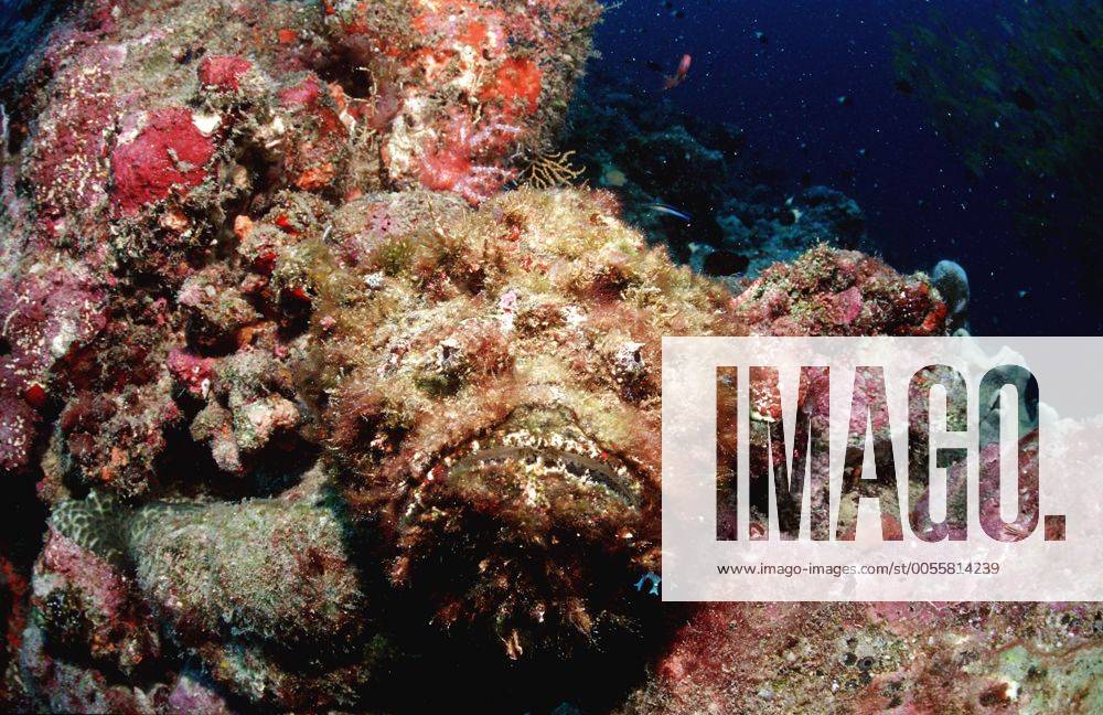 Echter Steinfisch, Synanceia verrucosa, Malediven, Indischer Ozean, Ari Atoll Reef stonefish, Synanceia verrucosa, Maldives Island, Indian Ocean, Ari Atol Highlight !DATUM GESCHÄTZT!