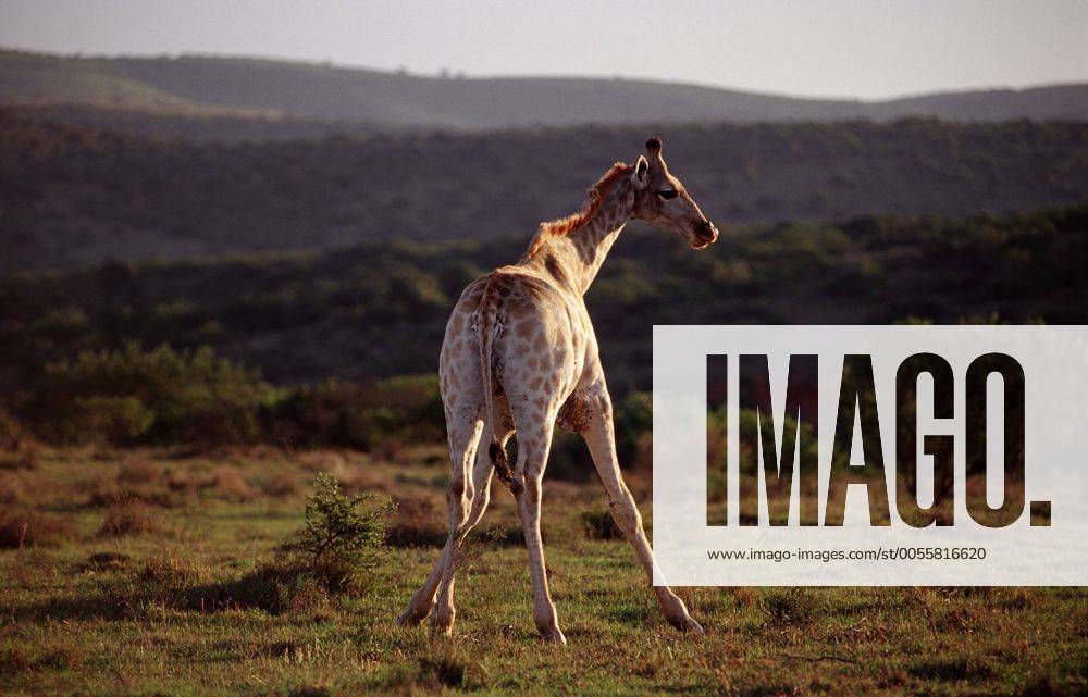 Giraffe, Giraffa camelopardalis, Südafrika, Suedafrika, Schotia Game Park giraffe, Giraffa camelopardalis, South Africa, Schotia Game Park Highlight !DATUM GESCHÄTZT!