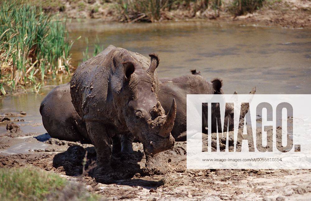 Weisses Nashorn, Breitmaulnashorn, Ceratotherium simum, Südafrika, Suedafrika, Kragga Kamma Game Park, Port Elizabeth, Ibhayi Wide-mouthed Rhinoceros, Ceratotherium simum, South Africa, Kragga Kamma Game Park, Port Elizabeth, Ibhayi Highlight !DATUM GESCHÄTZT!