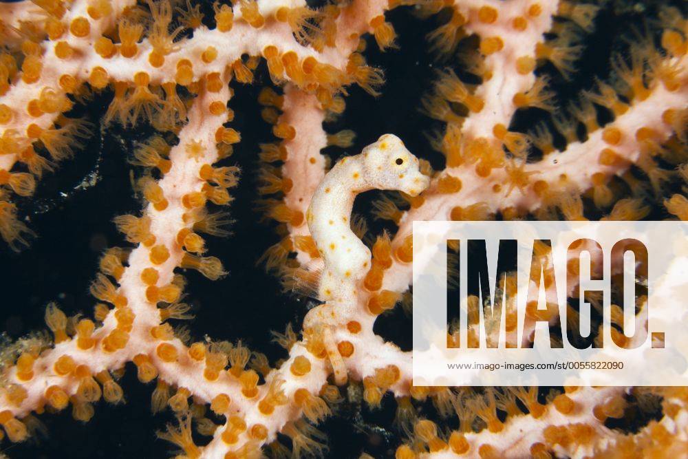 Denise Zwerg-Seepferdchen, Hippocampus denise, Raja Ampat, West Papua, Indonesien Denise Pygmy Seahorse, Hippocampus denise, Raja Ampat, West Papua, Indonesia Highlight !DATUM GESCHÄTZT!