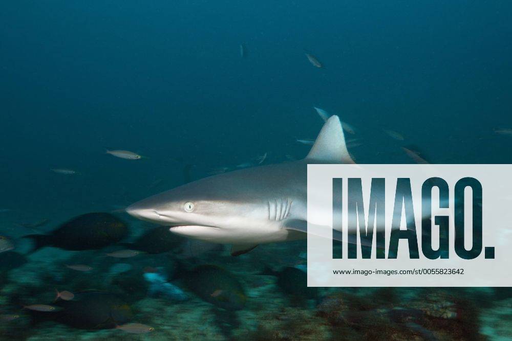 Grauer Riffhai, Carcharhinus amblyrhynchos, Beqa Lagoon, Viti Levu, Fidschi Grey Reef Shark, Carcharhinus amblyrhynchos, Beqa Lagoon, Viti Levu, Fiji Highlight !DATUM GESCHÄTZT!