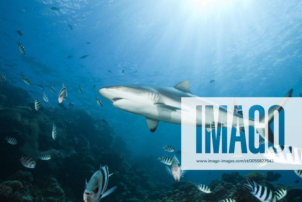 Grauer Riffhai, Carcharhinus amblyrhynchos, Beqa Lagoon, Viti Levu, Fidschi Grey Reef Shark, Carcharhinus amblyrhynchos, Beqa Lagoon, Viti Levu, Fiji Highlight !DATUM GESCHÄTZT!