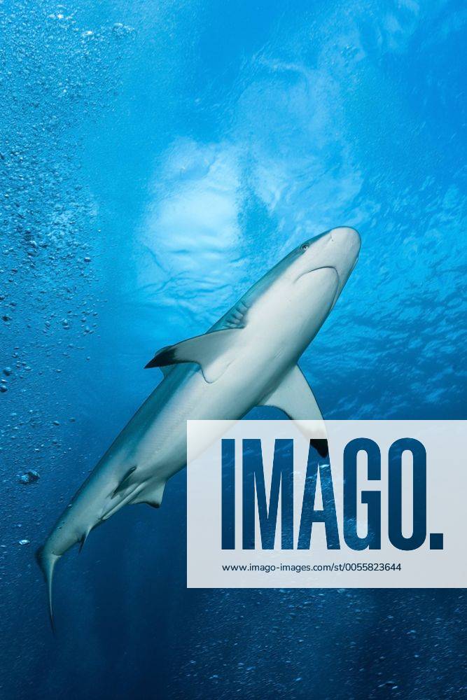 Grauer Riffhai, Carcharhinus amblyrhynchos, Beqa Lagoon, Viti Levu, Fidschi Grey Reef Shark, Carcharhinus amblyrhynchos, Beqa Lagoon, Viti Levu, Fiji Highlight !DATUM GESCHÄTZT!