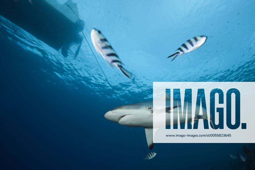 Grauer Riffhai, Carcharhinus amblyrhynchos, Beqa Lagoon, Viti Levu, Fidschi Grey Reef Shark, Carcharhinus amblyrhynchos, Beqa Lagoon, Viti Levu, Fiji Highlight !DATUM GESCHÄTZT!