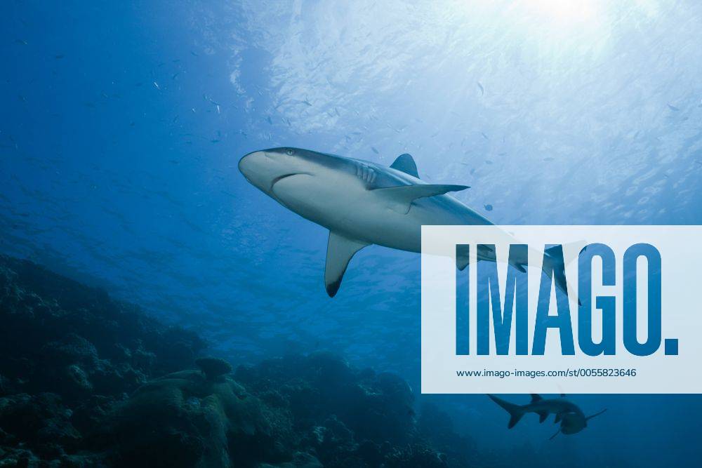 Grauer Riffhai, Carcharhinus amblyrhynchos, Beqa Lagoon, Viti Levu, Fidschi Grey Reef Shark, Carcharhinus amblyrhynchos, Beqa Lagoon, Viti Levu, Fiji Highlight !DATUM GESCHÄTZT!
