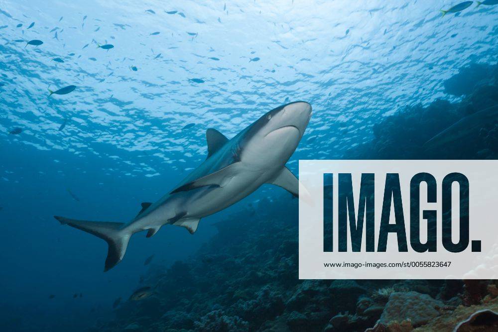 Grauer Riffhai, Carcharhinus amblyrhynchos, Beqa Lagoon, Viti Levu, Fidschi Grey Reef Shark, Carcharhinus amblyrhynchos, Beqa Lagoon, Viti Levu, Fiji Highlight !DATUM GESCHÄTZT!