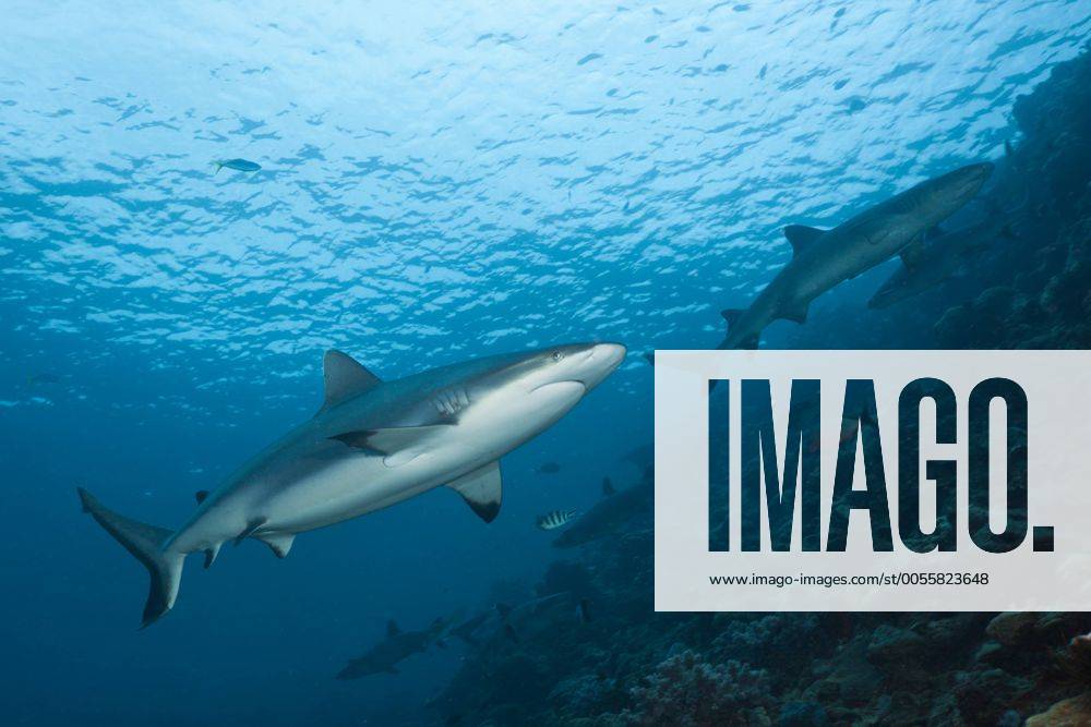 Grauer Riffhai, Carcharhinus amblyrhynchos, Beqa Lagoon, Viti Levu, Fidschi Grey Reef Shark, Carcharhinus amblyrhynchos, Beqa Lagoon, Viti Levu, Fiji Highlight !DATUM GESCHÄTZT!