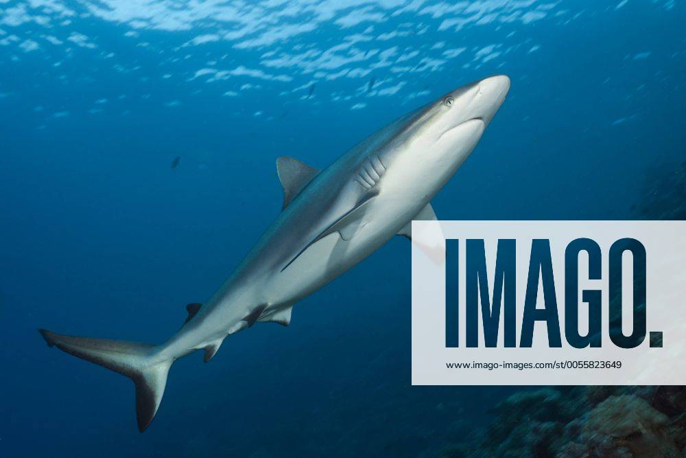 Grauer Riffhai, Carcharhinus amblyrhynchos, Beqa Lagoon, Viti Levu, Fidschi Grey Reef Shark, Carcharhinus amblyrhynchos, Beqa Lagoon, Viti Levu, Fiji Highlight !DATUM GESCHÄTZT!