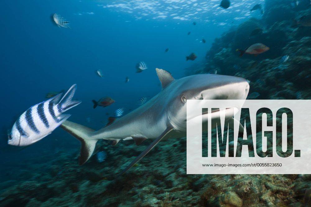 Grauer Riffhai, Carcharhinus amblyrhynchos, Beqa Lagoon, Viti Levu, Fidschi Grey Reef Shark, Carcharhinus amblyrhynchos, Beqa Lagoon, Viti Levu, Fiji Highlight !DATUM GESCHÄTZT!