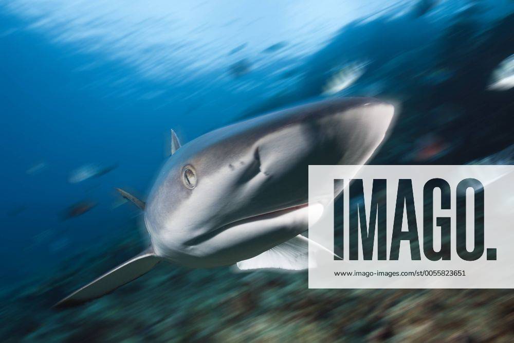 Grauer Riffhai, Carcharhinus amblyrhynchos, Beqa Lagoon, Viti Levu, Fidschi Grey Reef Shark, Carcharhinus amblyrhynchos, Beqa Lagoon, Viti Levu, Fiji Highlight !DATUM GESCHÄTZT!