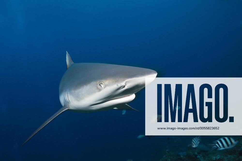 Grauer Riffhai, Carcharhinus amblyrhynchos, Beqa Lagoon, Viti Levu, Fidschi Grey Reef Shark, Carcharhinus amblyrhynchos, Beqa Lagoon, Viti Levu, Fiji Highlight !DATUM GESCHÄTZT!