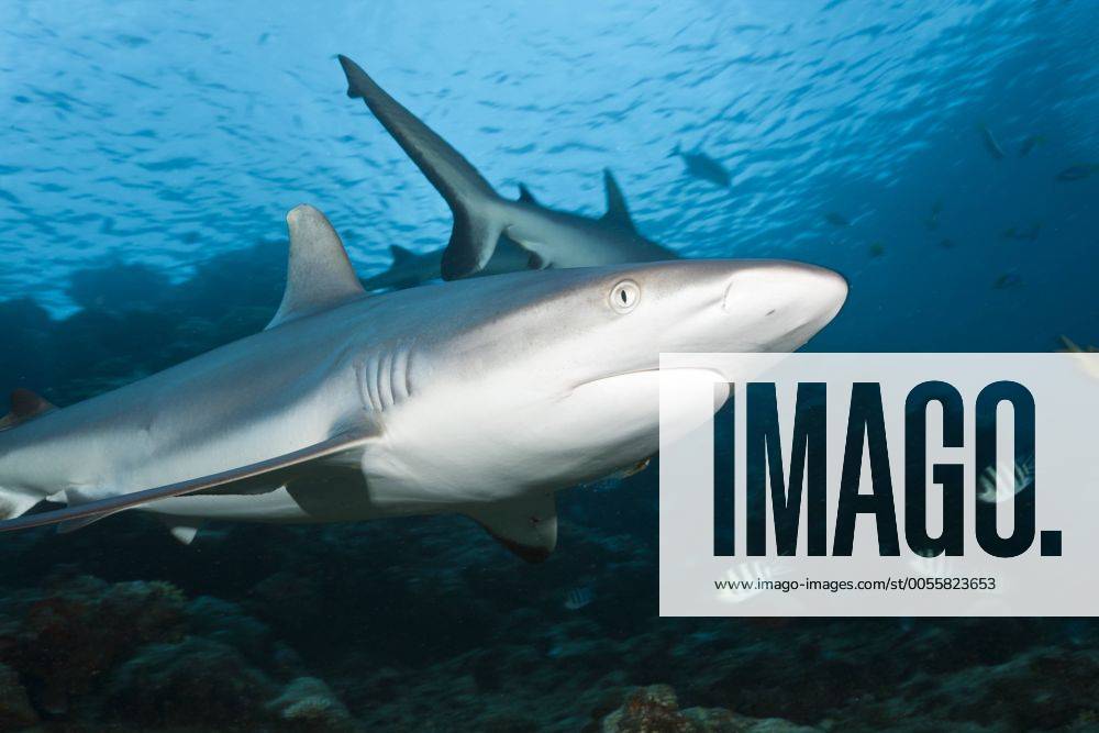 Grauer Riffhai, Carcharhinus amblyrhynchos, Beqa Lagoon, Viti Levu, Fidschi Grey Reef Shark, Carcharhinus amblyrhynchos, Beqa Lagoon, Viti Levu, Fiji Highlight !DATUM GESCHÄTZT!