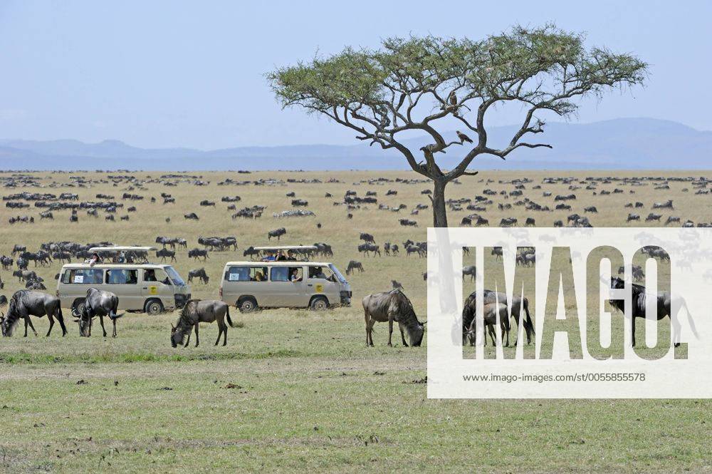Gnus , Gnu (Connochaetes taurinus), Herde auf Weideland, im Hintergrund Safariwagen, Masai Mara, Kenia, Afrika - INGOxSCHULZ