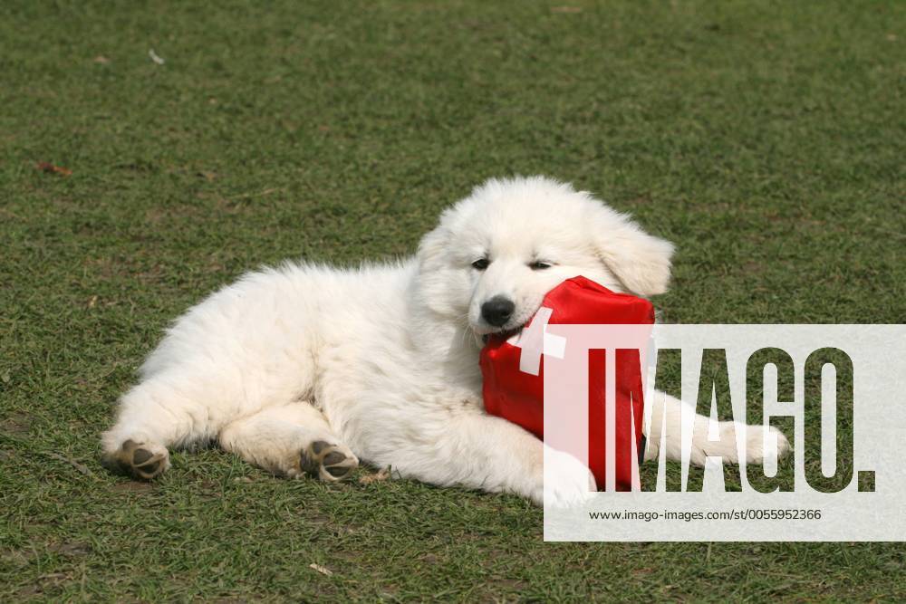 Weisser Schweizer Schaeferhund, Berger Blanc Suisse (Canis lupus f. familiaris), Welpe, 8 Wochen alt spielt mit einem Erste-Hilfe-Set Berger Blanc Suisse (Canis lupus f. familiaris), eight week old whelp playing with an First-Aid-Kit BLWS166630