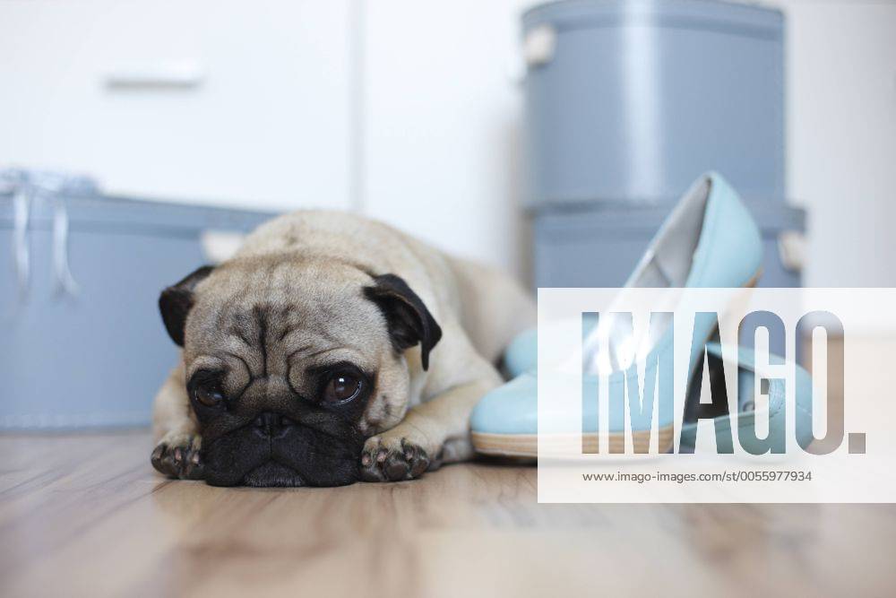 Mops (Canis lupus f. familiaris), liegt auf Parkettboden neben tuerkisfarbenen Stoeckelschuhen Pug (Canis lupus f. familiaris), lying on parquet floor beneath turquoise high heels BLWS236662