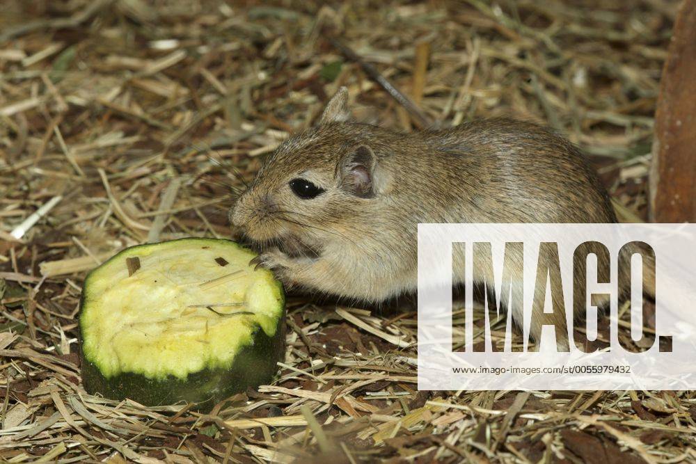Mongolen-Rennmaus, Mongolenrennmaus, Gerbil, Mongolische Wuestenrennmaus, Mongolische Rennmaus (Meriones unguiculatus), frisst an einer Gurke Mongolian gerbil, clawed jird (Meriones unguiculatus), feeding on a cucumber BLWS238873