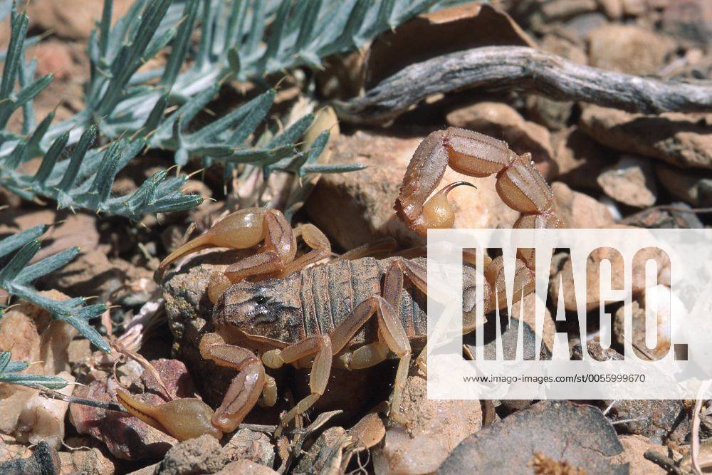 Okzitanischer Skorpion, Gelber Mittelmeerskorpion, Gemeiner Mittelmeerskorpion, Buthus occitanus, common yellow scorpion, ESP, Spanien
