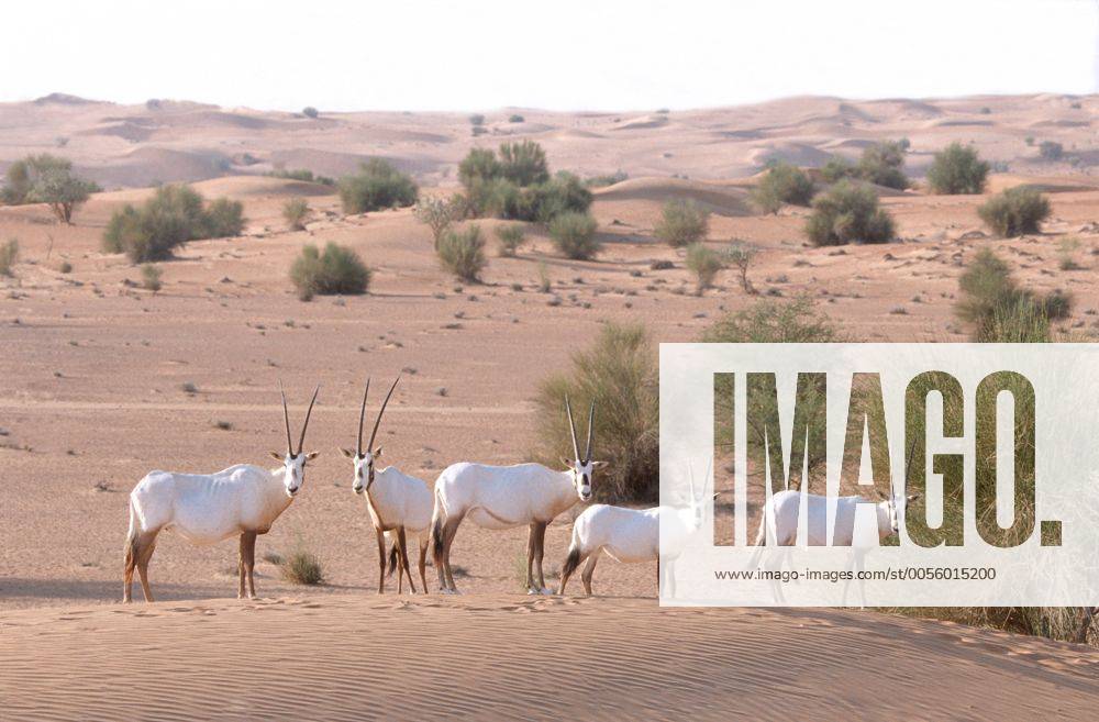 Weisser Oryx, Arabischer Spiessbock, Arabische Oryxantilope (Oryx leucoryx), Herde Arabian oryx (Oryx leucoryx), herd BLW041745