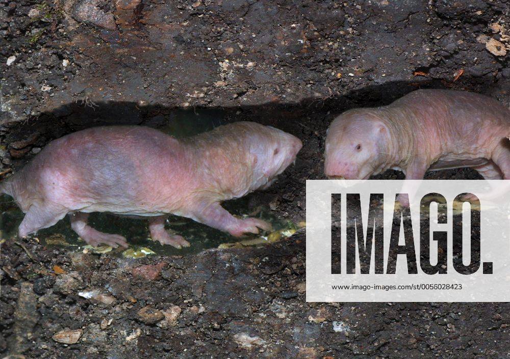 IMAGO Nature: Unsere Erde: Tierwelt: Hässliche Tiere Nacktmull, Nackt-Mull (Heterocephalus glaber) naked mole-rat, sand puppy (Heterocephalus glaber) BLWS006435
