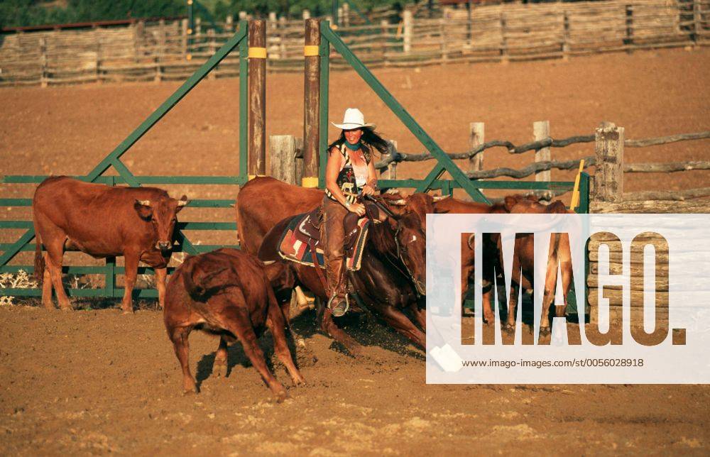 Quarter Horse (Equus przewalskii f. caballus), cowgirl, Cutting Quarterhorse (Equus przewalskii f. caballus), cowgirl, cutting BLWS006886