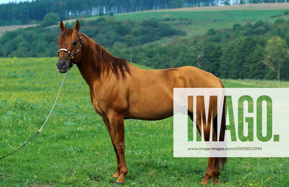 Quarter Horse (Equus przewalskii f. caballus) Quarterhorse (Equus przewalskii f. caballus) BLWS009438