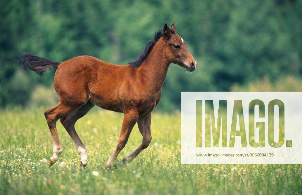 Quarter Horse (Equus przewalskii f. caballus), galoppierendes Fohlen Quarterhorse (Equus przewalskii f. caballus), foal, galloping BLWS009607