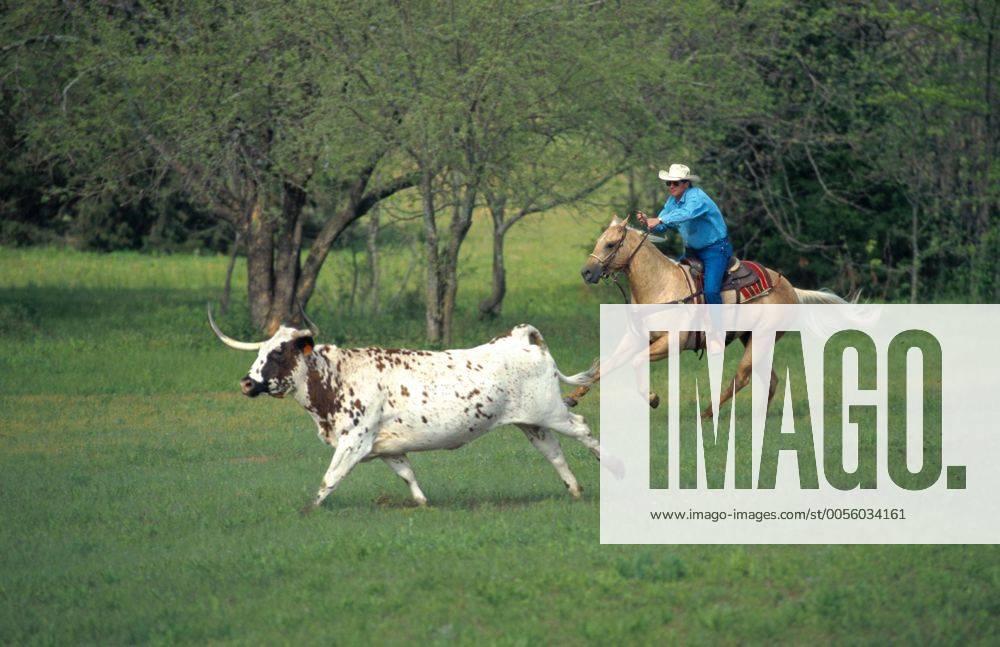 Quarter Horse (Equus przewalskii f. caballus), Cowboy verfolgt Longhorn-Rind Quarterhorse (Equus przewalskii f. caballus), cowboy tracing a longhorn cattle BLWS009636