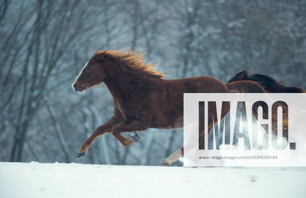 Quarter Horse (Equus przewalskii f. caballus), Galopp im Schnee Quarterhorse (Equus przewalskii f. caballus), galloop in snow BLWS009642