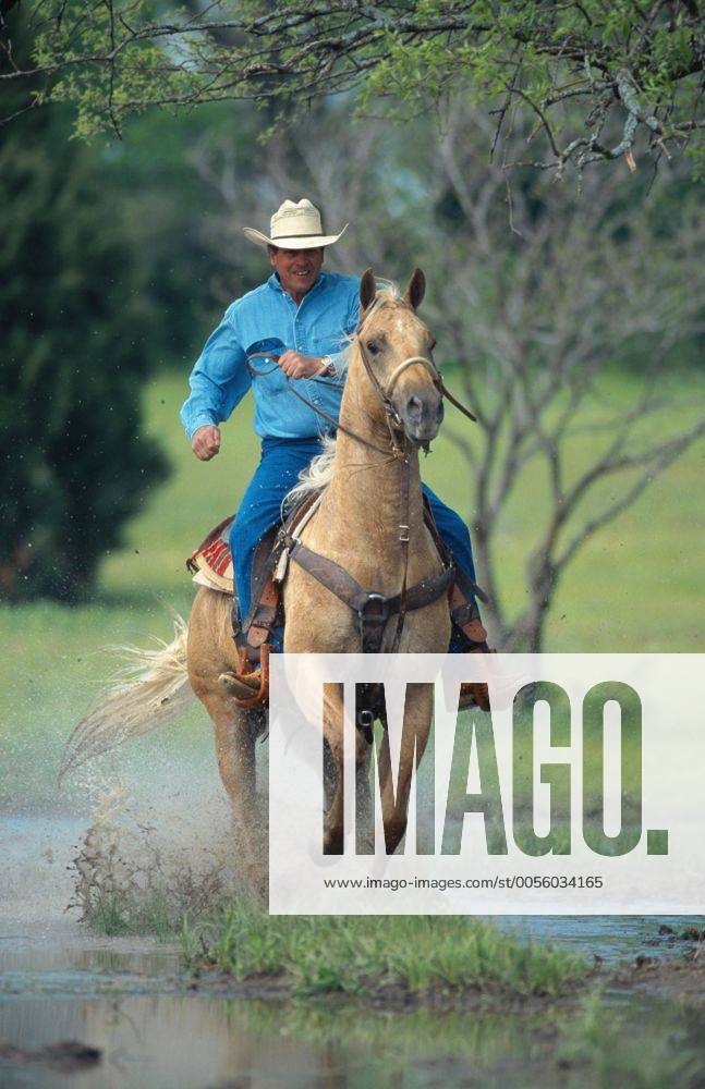 Quarter Horse (Equus przewalskii f. caballus), Cowboy reitet durch Wasser Quarterhorse (Equus przewalskii f. caballus), cowboy riding through water BLWS009643