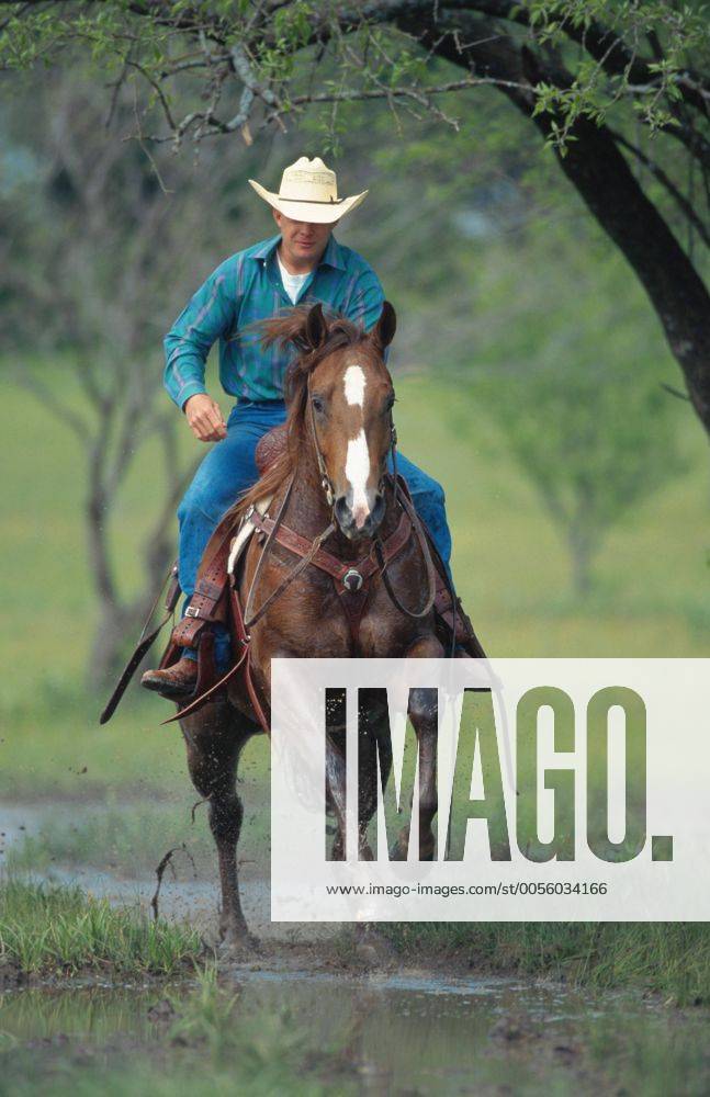 Quarter Horse (Equus przewalskii f. caballus), Cowboy reitet durch Wasser Quarterhorse (Equus przewalskii f. caballus), cowboy riding through water BLWS009644