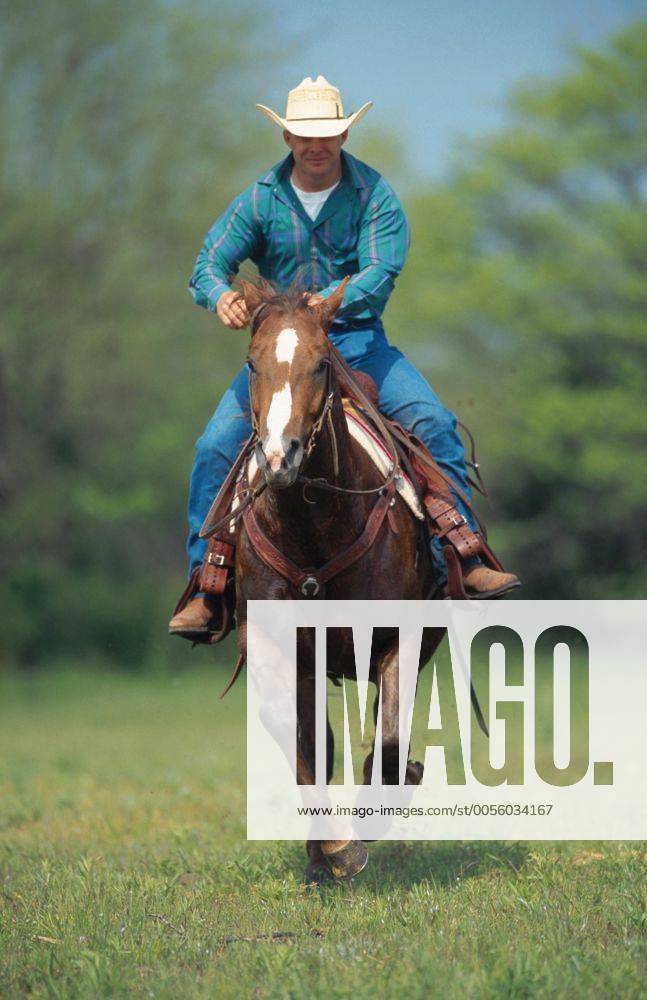 Quarter Horse (Equus przewalskii f. caballus), Cowboy galopieren Quarterhorse (Equus przewalskii f. caballus), cowboy gallopping BLWS009645