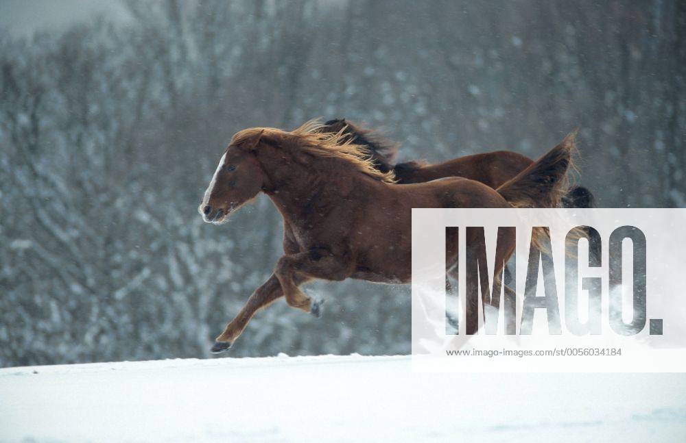Quarter Horse (Equus przewalskii f. caballus), Galopp im Schnee Quarterhorse (Equus przewalskii f. caballus), gallop in snow BLWS009684