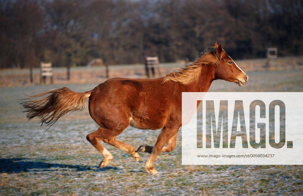 Quarter Horse (Equus przewalskii f. caballus), galoppierend Quarterhorse (Equus przewalskii f. caballus), galloping BLWS009738