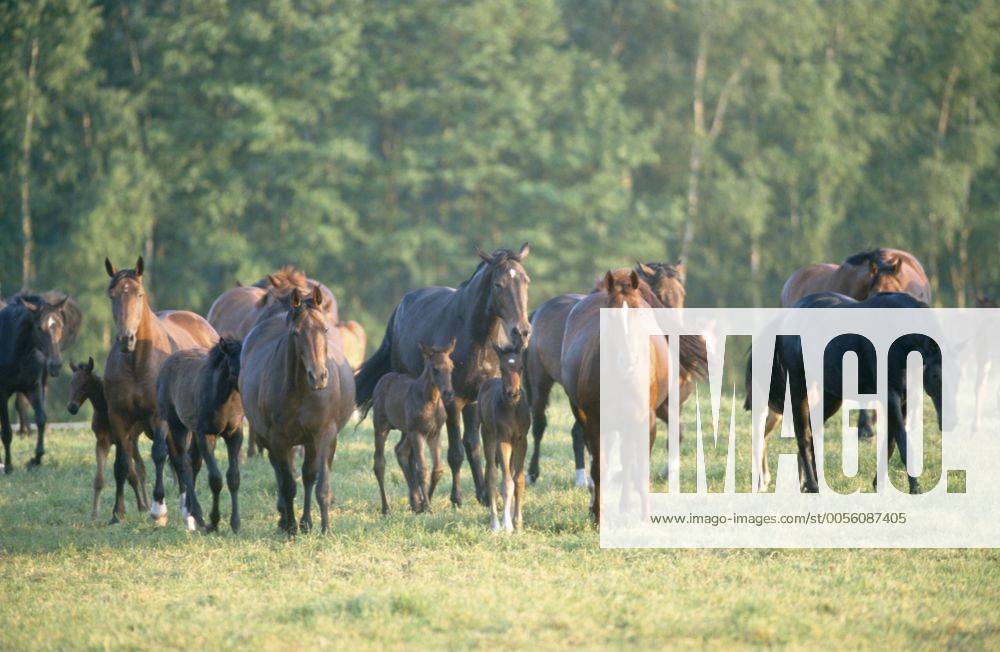 Holsteiner Warmblut, Deutsches Warmblut, Warm-Blut (Equus przewalskii f. caballus), Herde Stuten mit Fohlen auf Weide Holstein horse, German warmblood (Equus przewalskii f. caballus), herd of mares with foals on pasture BLWS019591