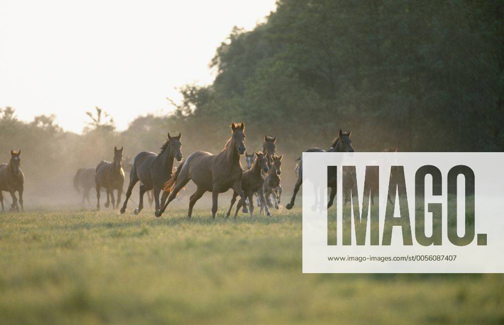 Holsteiner Warmblut, Deutsches Warmblut, Warm-Blut (Equus przewalskii f. caballus), galoppierende Herde Stuten mit Fohlen auf Weide Holstein horse, German warmblood (Equus przewalskii f. caballus), herd of mares and foals galopping across meadow BLWS019593