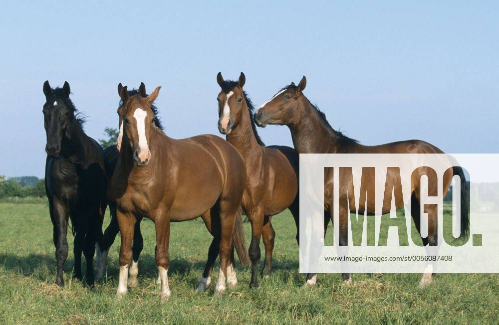 Holsteiner Warmblut, Deutsches Warmblut, Warm-Blut (Equus przewalskii f. caballus), Junghengstherde, fuenf Tiere nebeneinander auf Weide stehend Holstein horse, German warmblood (Equus przewalskii f. caballus), herd of young stallions, standing side by side on pasture BLWS019594