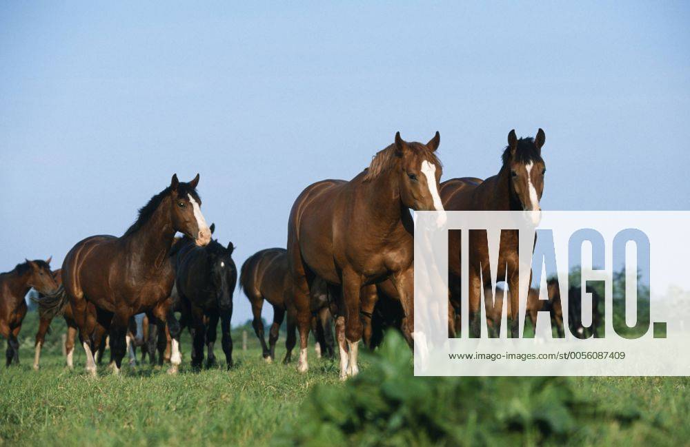 Holsteiner Warmblut, Deutsches Warmblut, Warm-Blut (Equus przewalskii f. caballus), Junghengstpferde Holstein horse, German warmblood (Equus przewalskii f. caballus), herd of young stallions BLWS019595