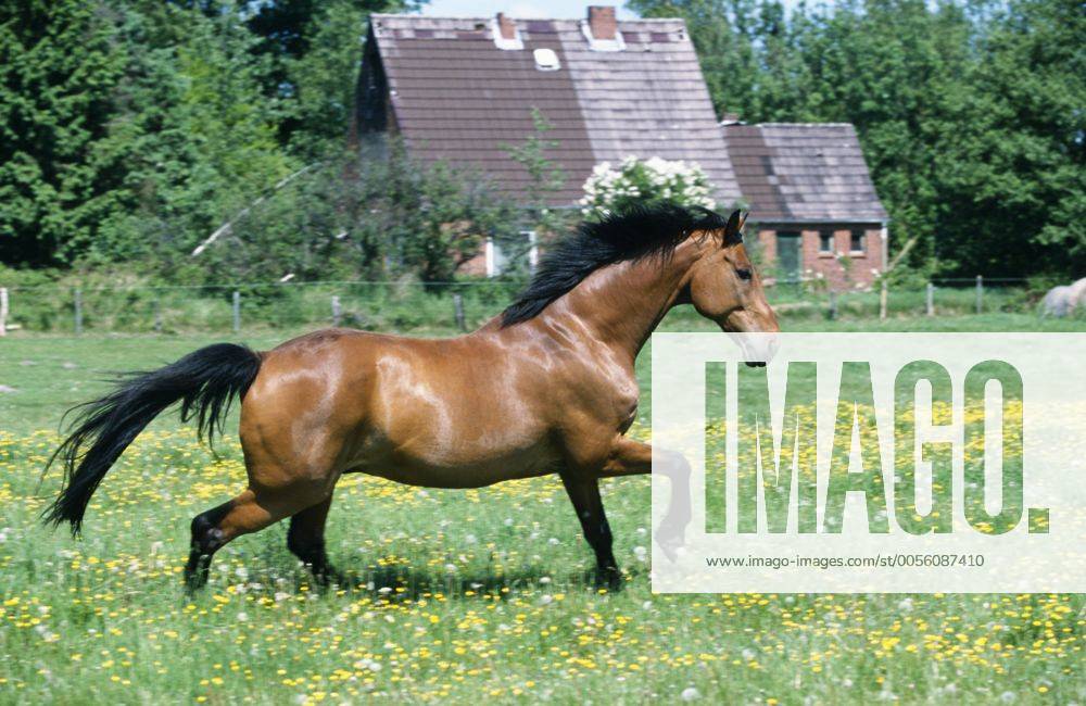 Holsteiner Warmblut, Deutsches Warmblut, Warm-Blut (Equus przewalskii f. caballus), trabend auf Weide Holstein horse, German warmblood (Equus przewalskii f. caballus), trotting across pasture BLWS019596