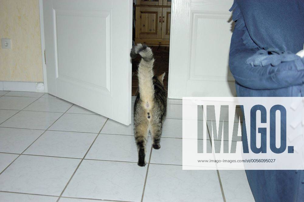 Hauskatze, Haus-Katze (Felis silvestris f. catus), geht zur Tuer hinaus domestic cat, house cat (Felis silvestris f. catus), walking out of the room BLWS029884