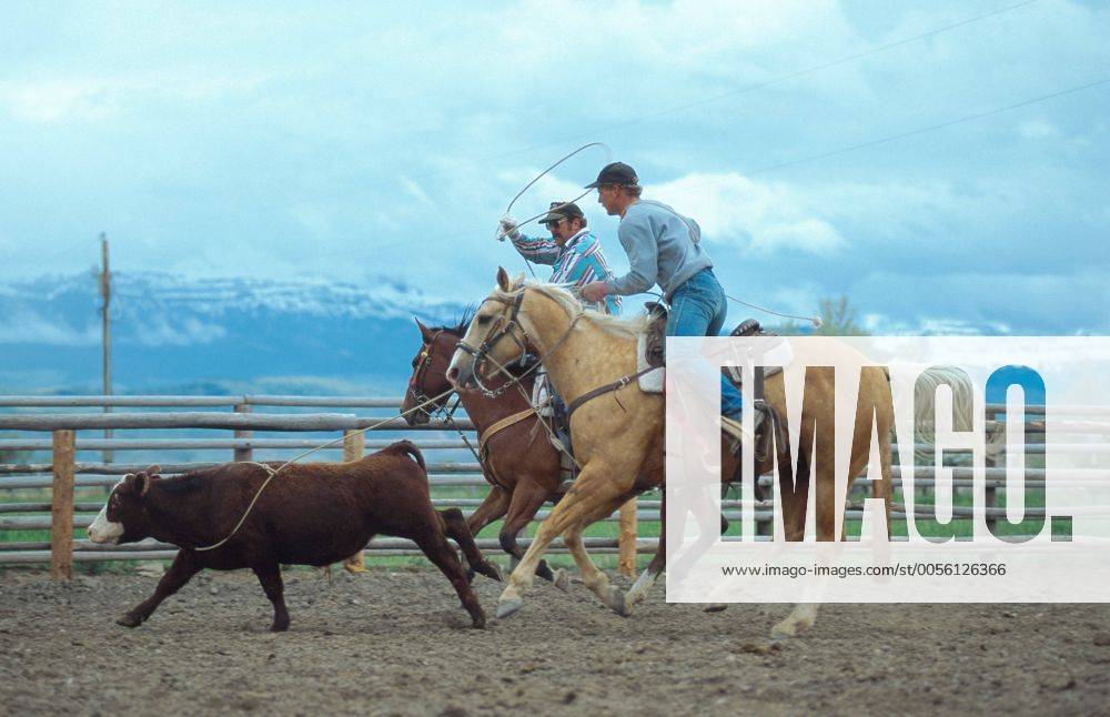 Quarter Horse (Equus przewalskii f. caballus), Cowboys beim Team Roping, Rodeodisziplin, USA Quarterhorse (Equus przewalskii f. caballus), cowboys, team roping, USA BLWS009517