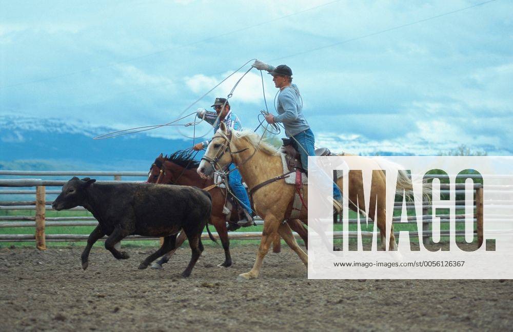 Quarter Horse (Equus przewalskii f. caballus), Cowboys beim Team Roping, Rodeodisziplin, USA Quarterhorse (Equus przewalskii f. caballus), cowboys, team roping, USA BLWS009563