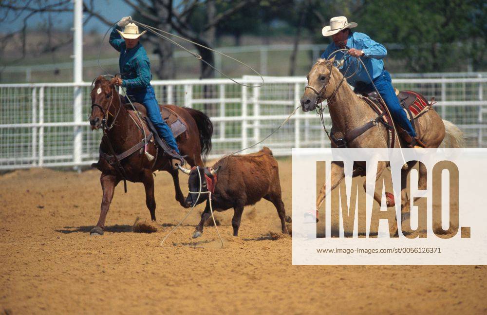 Quarter Horse (Equus przewalskii f. caballus), Cowboys beim Team-Roping, Rodeo-Disziplin Quarterhorse (Equus przewalskii f. caballus), cowboys, team roping BLWS009638