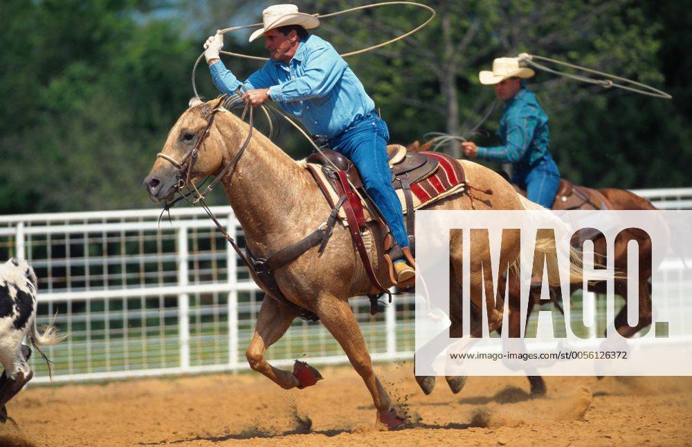 Quarter Horse (Equus przewalskii f. caballus), Cowboys beim Team-Roping, Rodeo-Disziplin Quarterhorse (Equus przewalskii f. caballus), cowboys, team roping BLWS009639